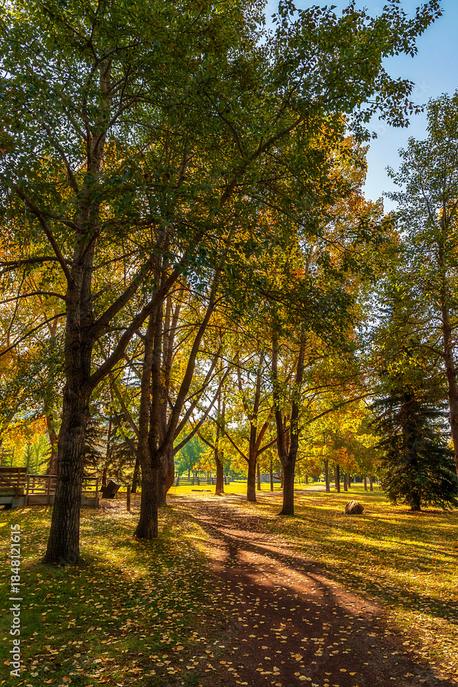Obraz premium Sunlit Pathway Through An Autumn Forest In Cochrane