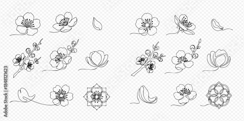 Continuous line drawing of delicate manuka flowers, buds, and petals in various stages of bloom and arrangement, perfect for elegant botanical designs.