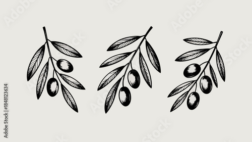 Olive Branches with Leaves and Fruits, Black and White Illustration