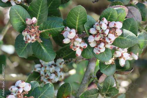 Bittersweet Sumac, Rhus Integrifolia, a magnetic native gynodioecious shrub displaying immature rhomboid trichomatic resinous calycate drupe fruit during Spring in Coastal Los Angeles County.