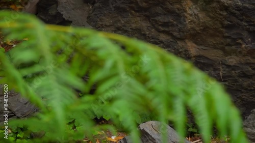 A slow tilt-up shot reveals a young girl in pink clothes meditating in a lotus pose on a large boulder. A serene scene of mindfulness, zen, and finding peace in a beautiful green park