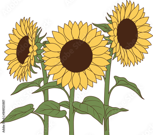 Beautiful Sunflower Scene with Bright Yellow Blooms and Green Leaves