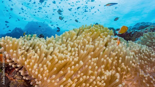 Low angle close up underwater shot looking up at a coral reef and yellow anemone with schooling fish and waters surface in background