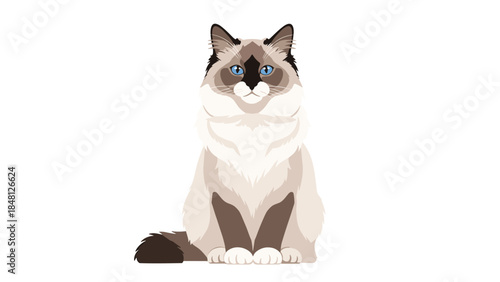 Beautiful ragdoll cat with striking blue eyes sits gracefully in a studio setting, showcasing its fluffy coat and elegant posture.