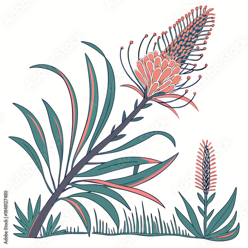 xanthorrhoea minor tree on white background 