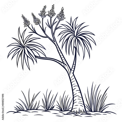 xanthorrhoea minor tree vector