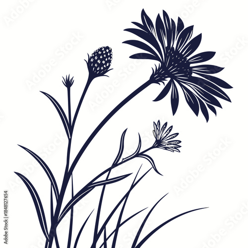 xeranthemum lumina with leaves