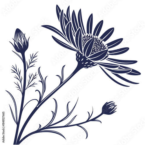 xeranthemum lumina on white background 