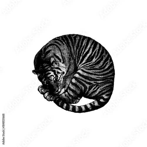 Foto Sleeping tiger curled into a peaceful pose, highlighting the animal’s iconic stripes, strength, and calm beauty in a clean, artistic style