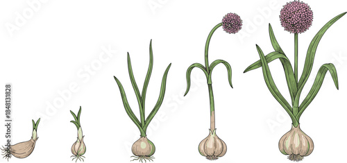 Onion plant growth stages illustration from bulb sprout to flowering plant, detailed botanical lifecycle diagram for agriculture education, gardening, farming, and plant biology concepts