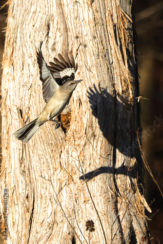 Mockingbird inflight bright sun shows silhouette shadow. 