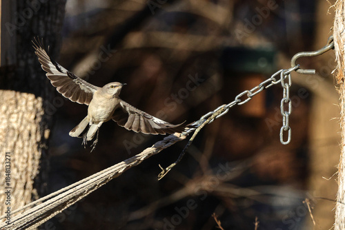 Mockingbird inflight bright sun shows silhouette shadow. 