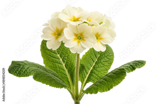 Creamy yellow primrose flower with green leaves isolated on transparent background
