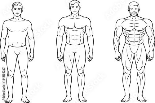 Vector illustration of male body transformation showing progressive muscular development, ideal for fitness, anatomy, bodybuilding, and health education content.