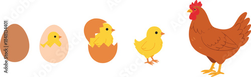 Chicken life cycle from egg to adult hen, ideal for biology education, farming guides, poultry illustrations, and agricultural learning materials.