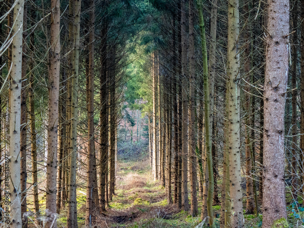 Naklejka premium Licht und Schatten auf einem Waldweg in einem Fichtenwald