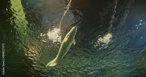 Shanghai, China. Silver Arowana Swims Among Other Fish Bottom View. Osteoglossum Bicirrhosum Is South American Freshwater Bony Fish Of Family Osteoglossidae. Generic Name Osteoglossum Means Bone