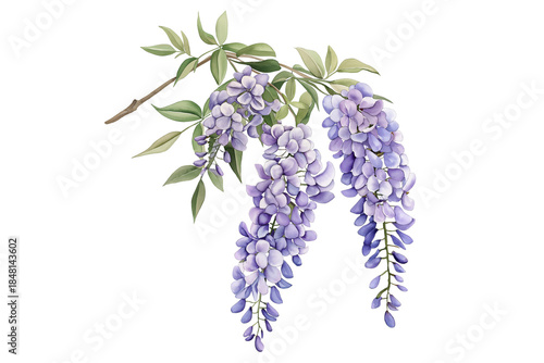 Purple Wisteria Floral Watercolor Art Isolated on Transparent Background PNG 
