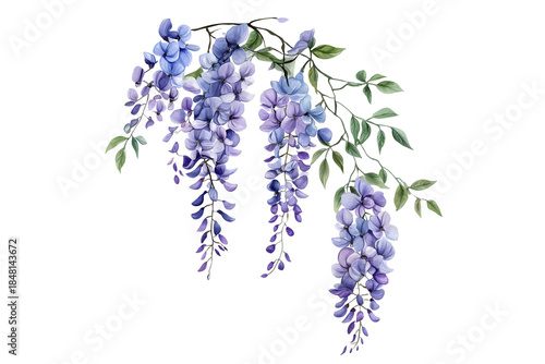 Wisteria Flowers Watercolor Illustration Isolated on Transparent Background