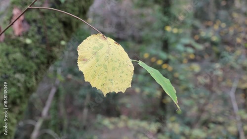 Water rushing over moss-covered stones in a woodland river scene