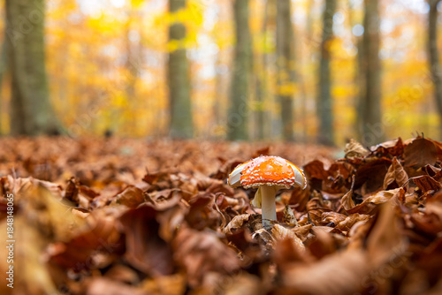 Seta amanita muscaria creciendo entre las hojas secas de un bosque otoñal
