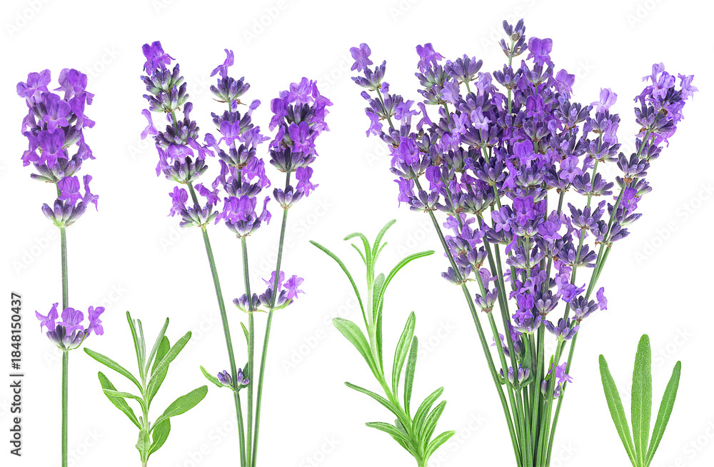 Fototapeta premium Collection of lavender flowers isolated on a white background. Beauty therapy. Lavender flower design elements for alternative and herbal medicine.