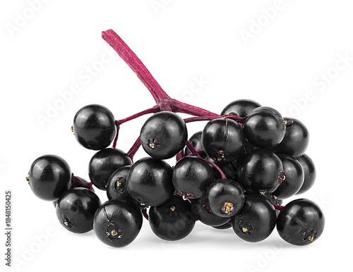 Fresh elderberry berries on red branch isolated over white background. Sambucus fruit, healing berries.