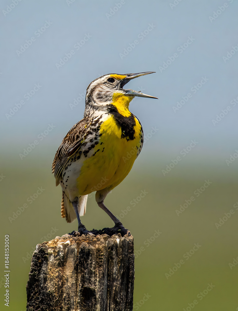 Fototapeta premium Western meadowlark singing on wooden post