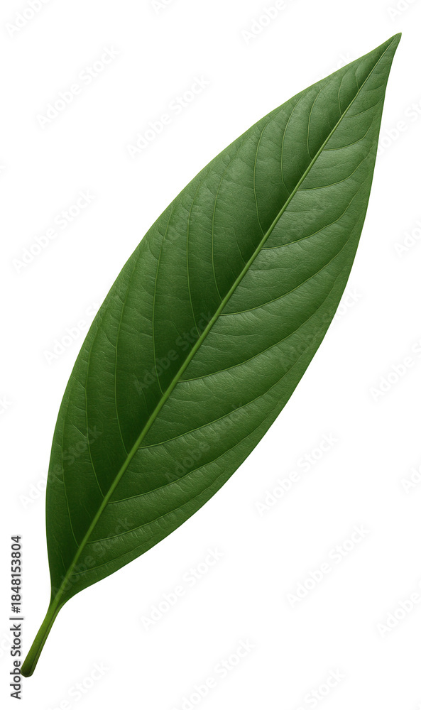 Fototapeta premium Long, narrow lanceolate leaf with a prominent central vein.