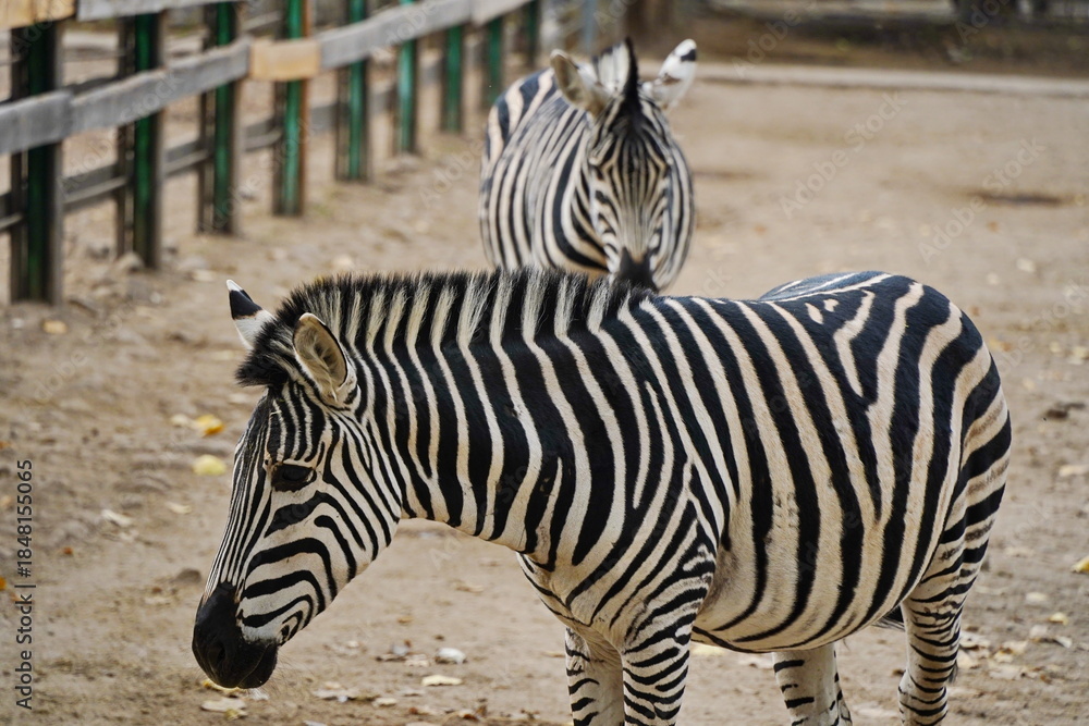 Fototapeta premium Zebras walk in a special enclosure at the zoo.