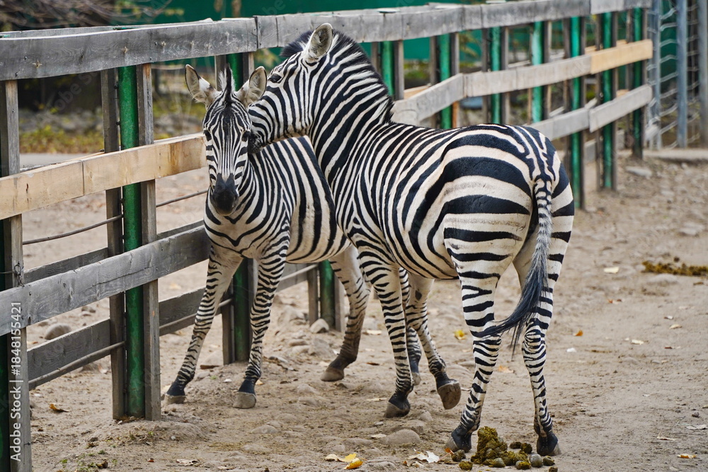 Fototapeta premium Zebras walk in a special enclosure at the zoo.