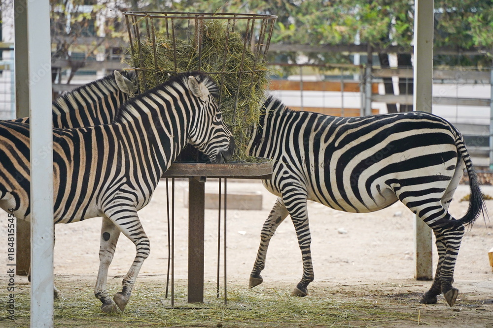 Fototapeta premium Zebras walk in a special enclosure at the zoo.