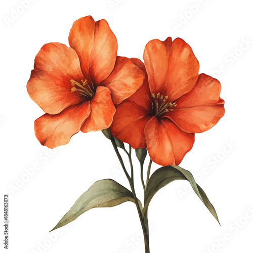 Lychnis Flower, colorful watercolor painting with bold outlines, isolated on a white background.