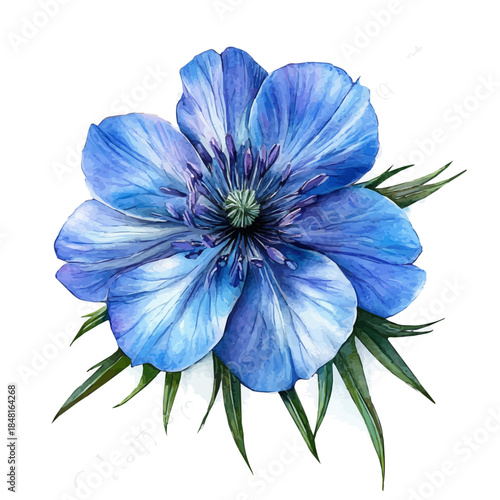 watercolor of Love-in-a-Mist Flower vector painting, isolated on a white background.