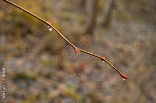 A branch with red buds and raindrops.