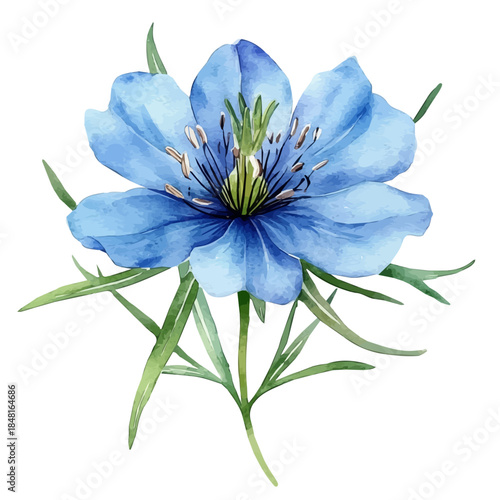 Love-in-a-Mist Flower, playful watercolor vector depicting lively antics and expressive gestures, isolated on a white background.