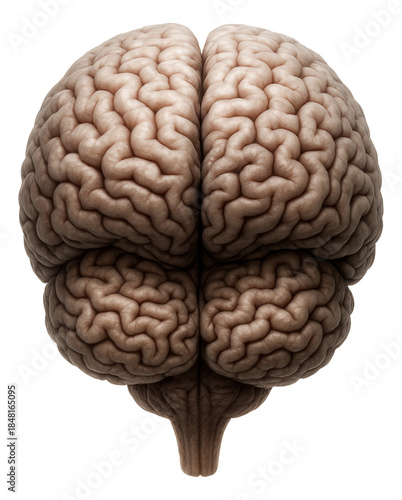 Highly convoluted chimpanzee brain with enlarged frontal lobes.