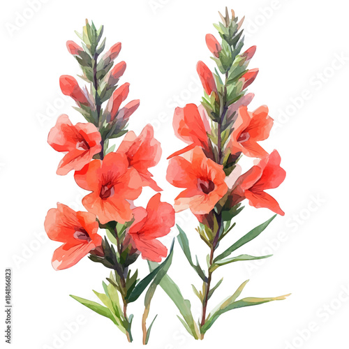 Lechenaultia Flower, playful watercolor vector depicting lively antics and expressive gestures, isolated on a white background.