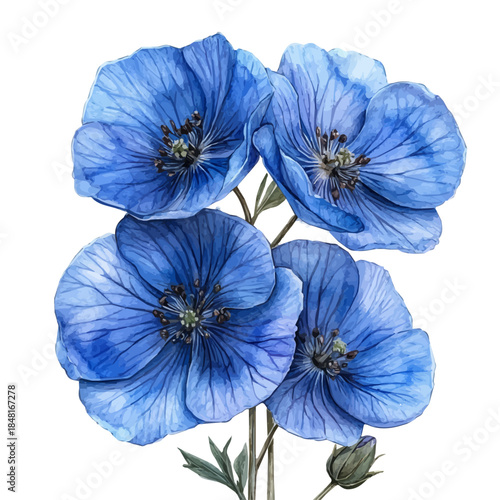 watercolor of Lechenaultia Flower draw illustration, isolated on a white background.