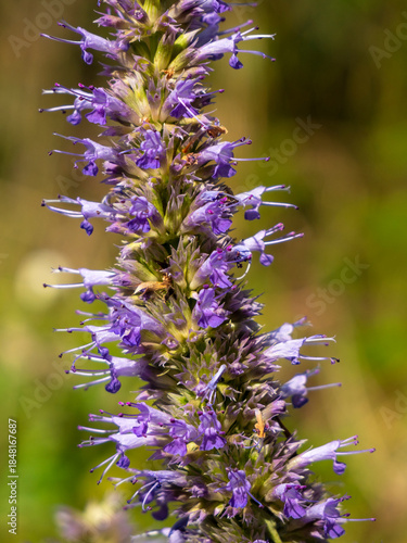 Agastache foeniculum, Lophanthus anisatus inflorescences.