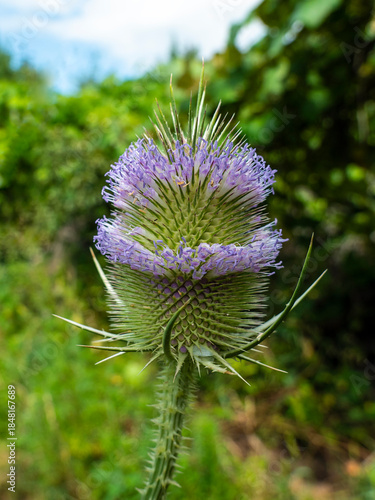 Flowering of the teasel, Dipsacus, Dipsacus sativus
