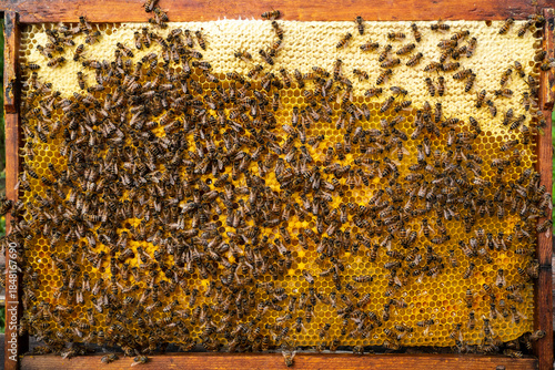 Bees look after the larvae. They feed them and blow air into them.