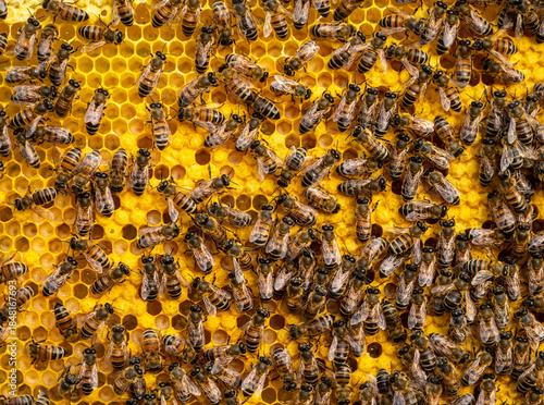 Bees look after the larvae. They feed them and blow air into them.