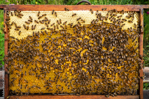 Bees look after the larvae. They feed them and blow air into them.