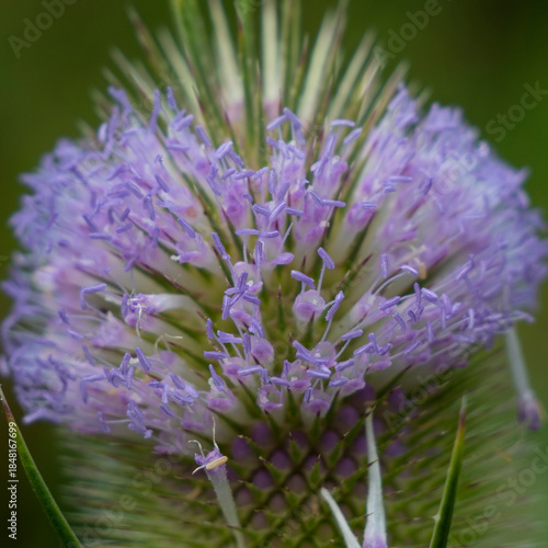 Flowering of the teasel, Dipsacus, Dipsacus sativus