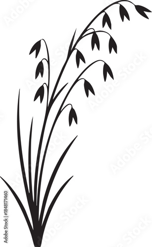 Wild Oat Grass Clump Hanging Panicles Thin Stems Silhouettes isolated on white background