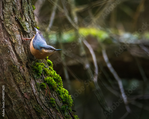 Tableau sur toile Spectacular Nuthatch, Sitta europaea, in classic pose and close up