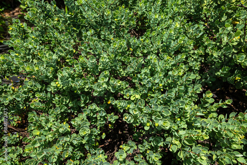 Akia (Wikstroemia uva-ursi) Plant on Kauai, HI