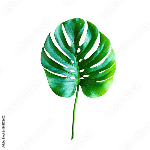 Monstera Leaf Isolated on Transparent Background