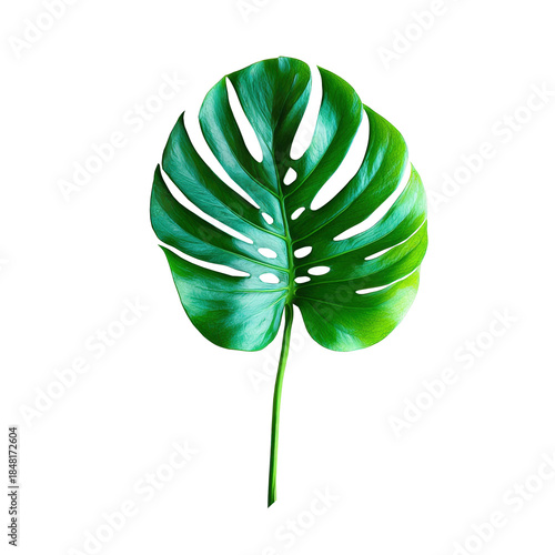 Monstera Leaf with Depth in Cuts Isolated on Transparent Background